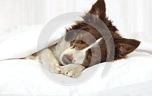 Adorable Border Collie dog lying on a bed under blanket