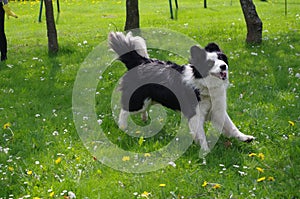 Adorable Border Collie dog running on the grass and having fun in the park