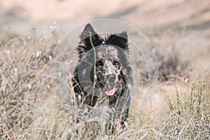 Adorable border collie dog running joyfully in a lush, green meadow