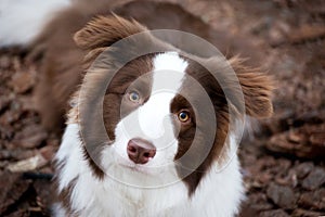 Adorable Border Collie puppy sitting on the ground. Fluffy puppy in the park.