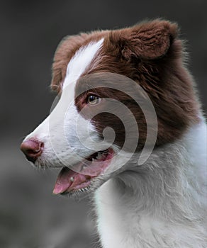 Adorable Border Collie puppy sitting on the ground. Four months old fluffy puppy in the park