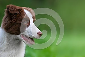 Adorable Border Collie puppy sitting on the ground. Four months old fluffy puppy in the park