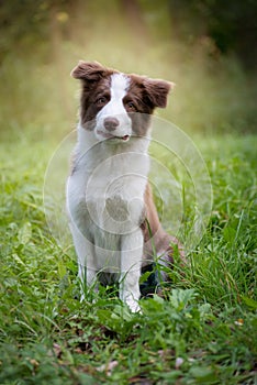 Adorable Border Collie puppy sitting on the ground. Four months old fluffy puppy in the park