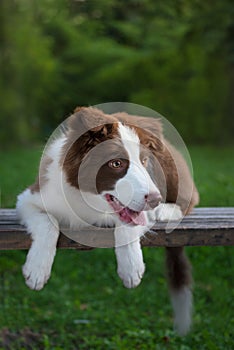 Adorable Border Collie puppy sitting on the ground. Four months old fluffy puppy in the park