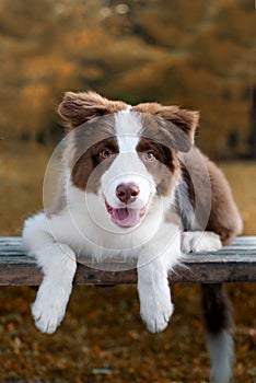 Adorable Border Collie puppy sitting on the ground. Four months old fluffy puppy in the park.