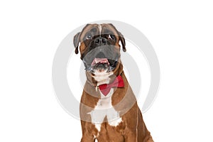 Adorable boxer dog sticking out tongue, wearing a red bowtie