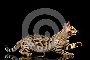 Adorable breed Bengal Cat isolated on Black Background