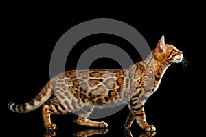 Adorable breed Bengal Cat isolated on Black Background