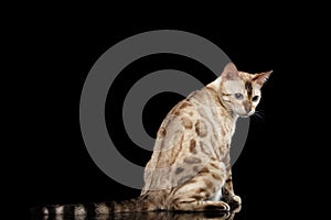 Adorable breed Bengal Cat isolated on Black Background