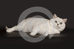 Adorable British breed white cat with magical green eyes lying on  black background