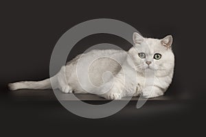 Adorable British breed white cat with magical green eyes lying on isolated black background