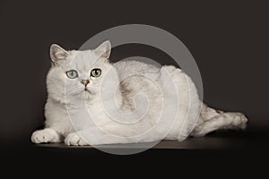 Adorable British breed white cat with magical green eyes lying on isolated black background