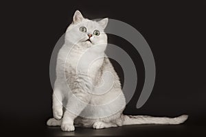 Adorable British breed white cat with magical green eyes sitting on isolated black background
