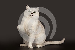 Adorable British breed white cat with magical green eyes sitting on isolated black background