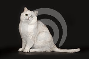 Adorable British breed white cat with magical green eyes sitting on isolated black background