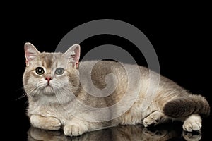 Adorable British Cat with green eyes Lying, isolated on Black