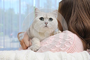 Adorable British Shorthair cat with his owner at home, closeup. Cute pet