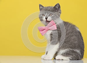 adorable british shorthair cat is meowing, wearing a pink bowtie