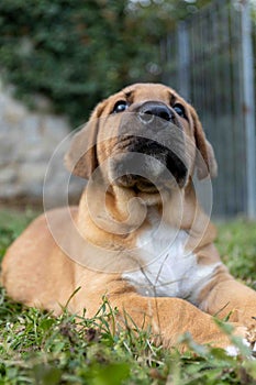 Adorable Broholmer, molossian puppy