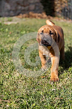 Adorable Broholmer, molossian puppy