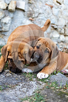 Adorable Broholmer, molossian puppy