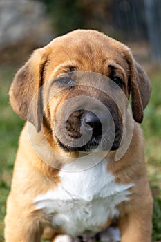 Adorable Broholmer, molossian puppy