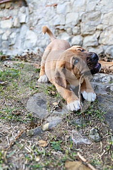 Adorable Broholmer, molossian puppy playing