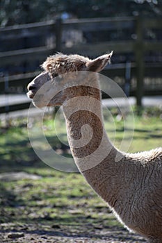 Adorable brown alpaca is seated, gazing forward inquisitively