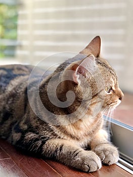 Adorable Brown American Shorthair cat look out the window