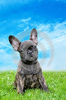 An adorable brown and black brindle French Bulldog Dog, against a dramatic sky background, composite photo