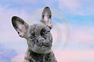 An adorable brown and black brindle French Bulldog Dog, against a dramatic sky background, composite photo