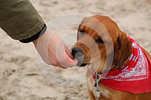 Adorable brown dog enjoying a treat on a beach