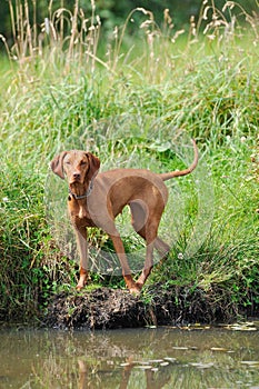 Adorable brown dog stands on a grassy shoreline of a tranquil stream