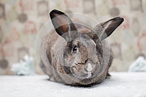 Adorable brown Easter bunny with huge ears gazing curiously in a camera