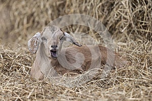 Adorable brown goat lying in bed of hay with entertaining expression. Mouth open.