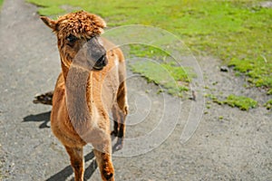An adorable brown Huacaya Alpaca in an enclosure