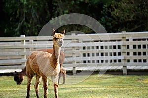 An adorable brown Huacaya Alpaca in an enclosure