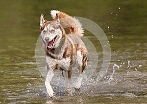 Adorable brown husky playing in the water