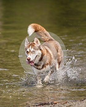 Adorable brown husky playing in the water