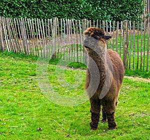 Adorable brown long haired suri or haucaya alpaca standing in a field of grass