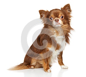 Adorable brown longhaired chihuahua dog