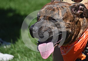 Adorable Brown Pitbull Panting in the Summer