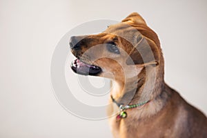 Adorable brown puppy dog on white