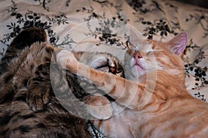 Adorable brown and red tabby cats sleeping and hugging with paws on bed