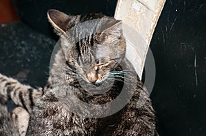 Adorable brown striped cat with closed eyes lick fur on black couch