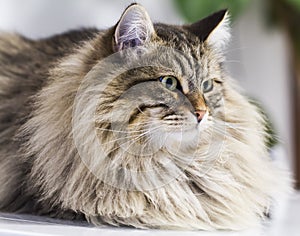 Adorable brown tabby cat in the house, male siberian breed