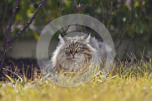 Adorable brown tabby cat of siberian breed outdoor, male gender