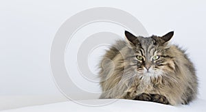 Adorable brown tabby male siberian cat lying on the sofa