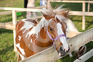 Adorable Brown and White Pony in Wooden Fence: Captivating Close-Up of a Graceful Companion