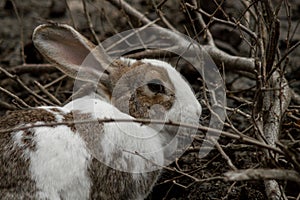 Adorable brown and white rabbit visible through the leafless twigs